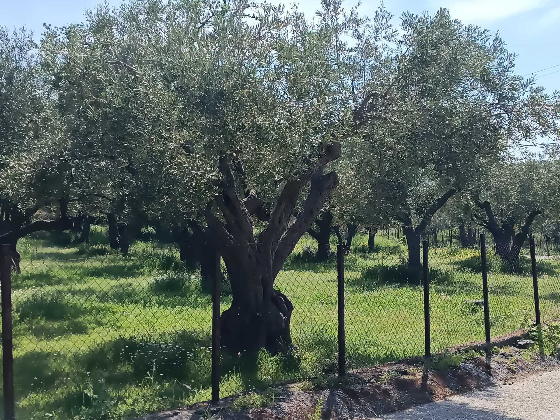 Plot for sale in Xiropotamos, Samothrace